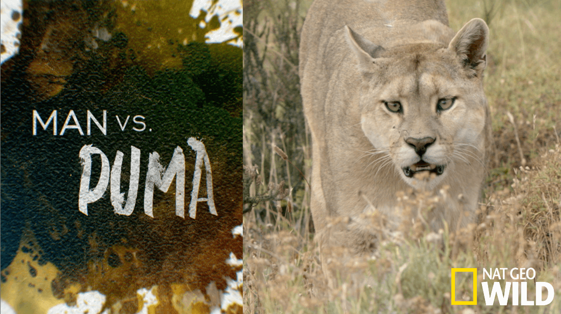 Man Vs. Puma artwork