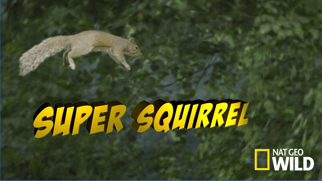 Super Squirrel artwork