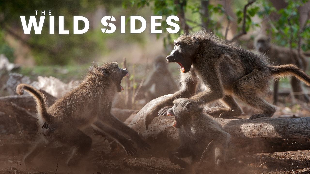 The Wild Sides artwork