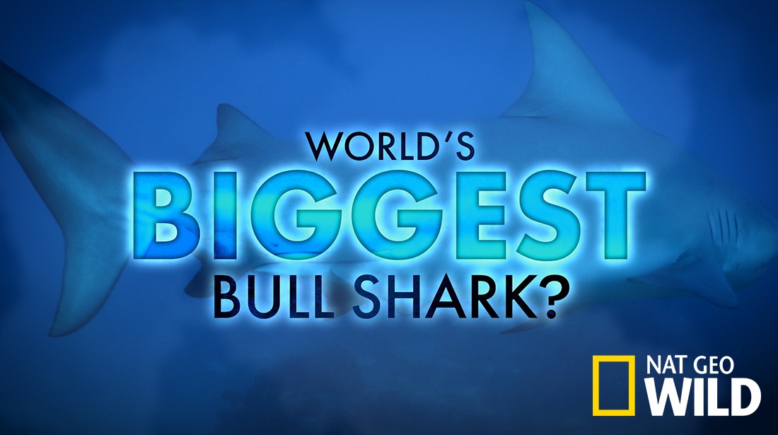 World's Biggest Bullshark artwork